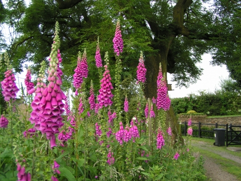 Foxglove | Wildlife Trust for Beds Cambs & Northants